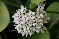 Hoya parasitica